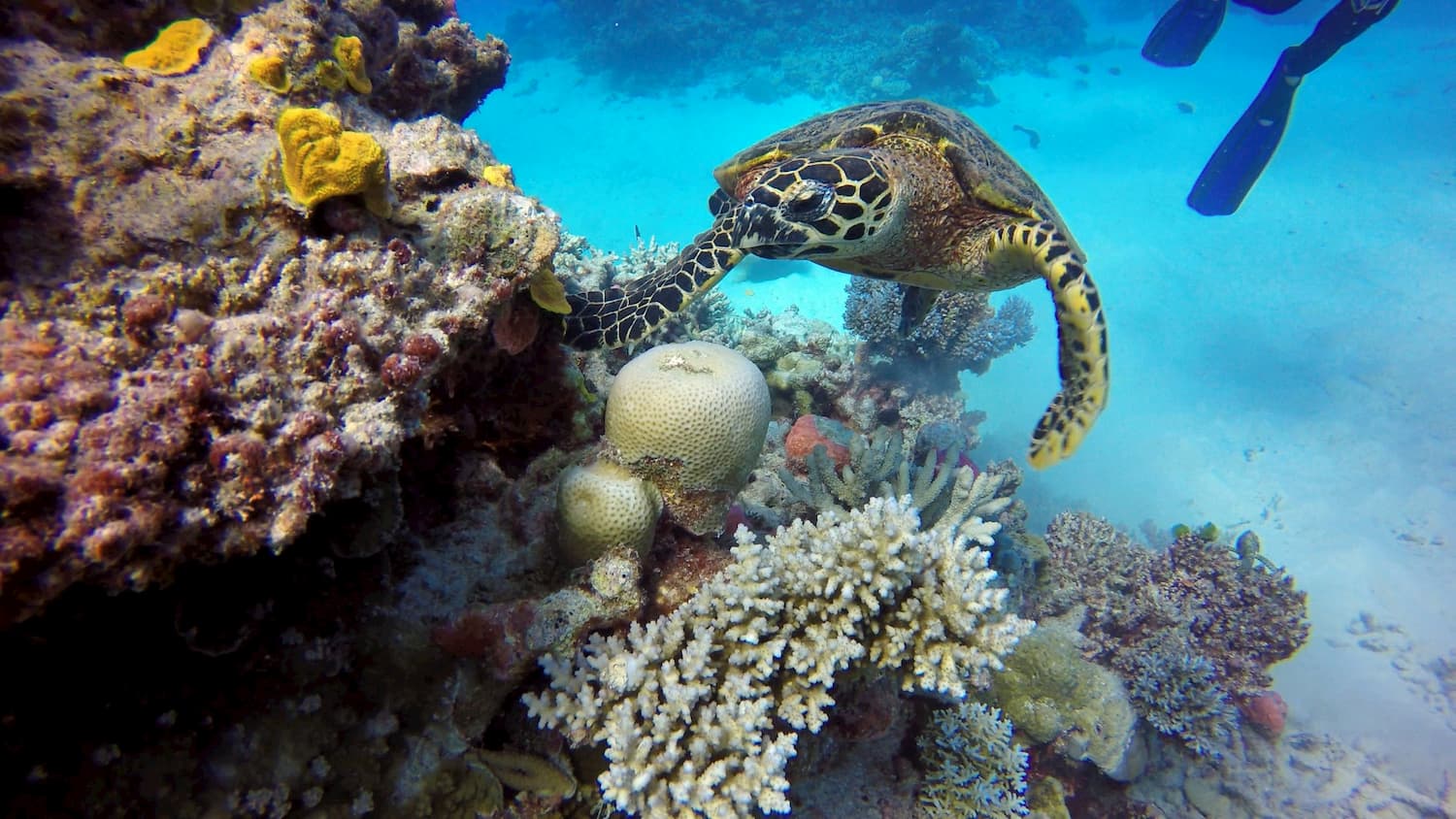 豪グレートバリアリーフのサンゴの半分が消失 気候変動が影響か