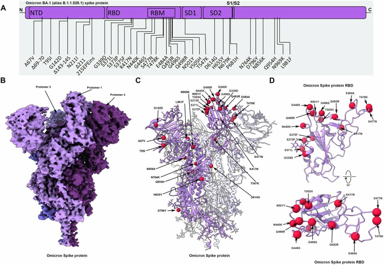 (A) スパイクタンパク質のドメイン配列を示す模式図(B) オミクロンスパイクタンパク質の2.79Åのクライオ電子顕微鏡マップ(C）オミクロンスパイクタンパク質の低温電子顕微鏡構造(D) オミクロンスパイクの受容体結合ドメイン（RBD）を2つの直交する方向から見た図。すべての変異した残基のCαは赤い球で示されている。  出典：Subramaniam et al. 2021.