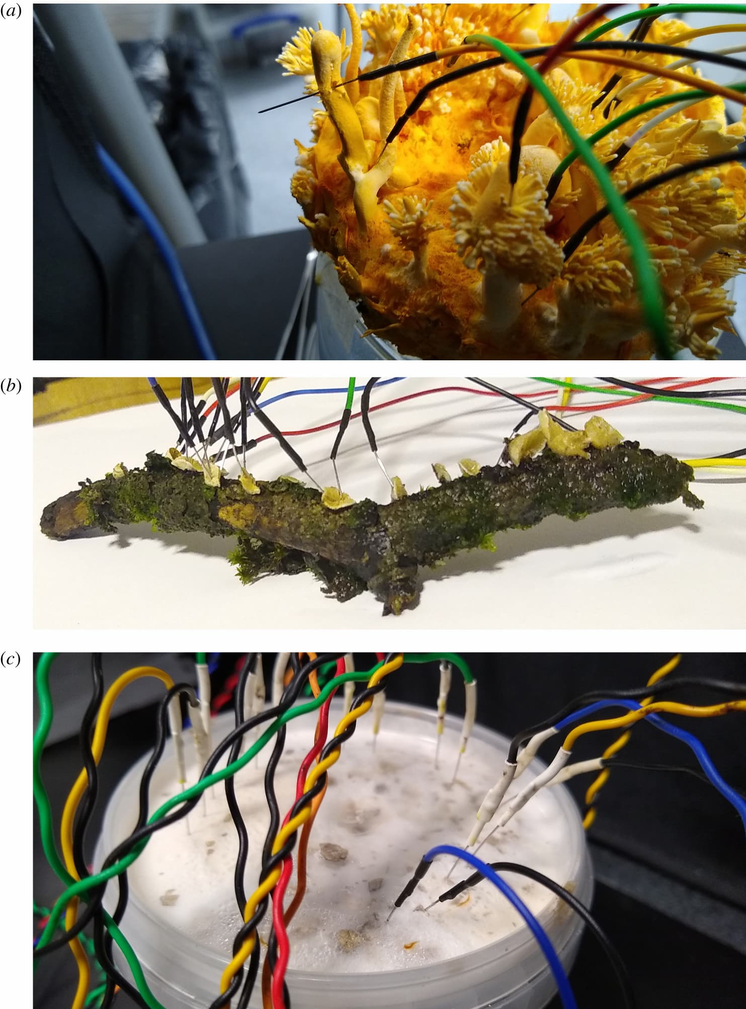 キノコが発する電気信号を計測する様子。Spurce: Adamatzky(2022)