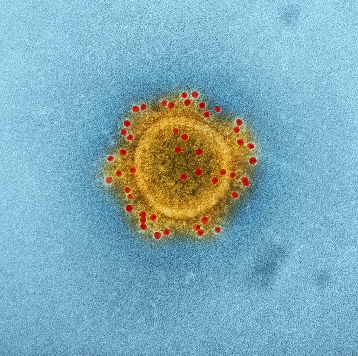 ウイルスは種の進化と生存に重要な役割を果たす