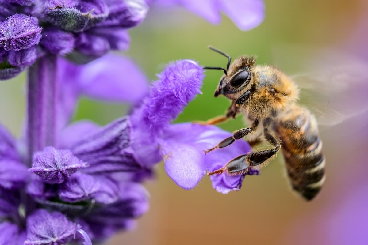ミツバチの毒が乳がん細胞を死滅させる、ハリー・パーキンス医学研究所と西オーストラリア大学の研究