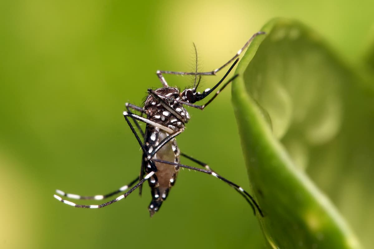 フロリダ、子孫を作れない蚊を放ち、感染症を媒介する蚊を減らす計画を承認