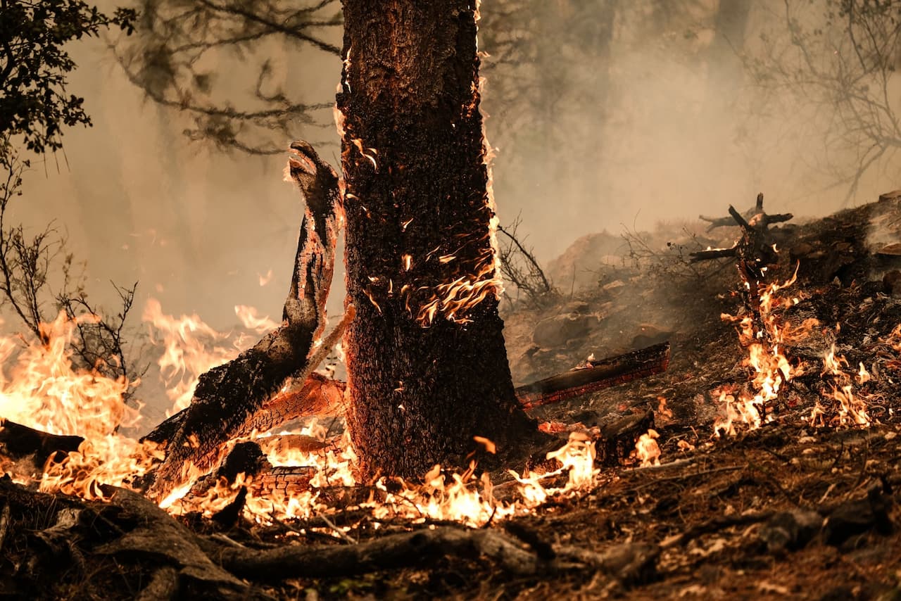 山火事予測AI、保険会社の気候変動対応を支援