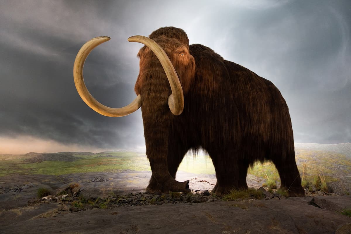 マンモスゲノムが最古のDNA配列の記録を打ち破る