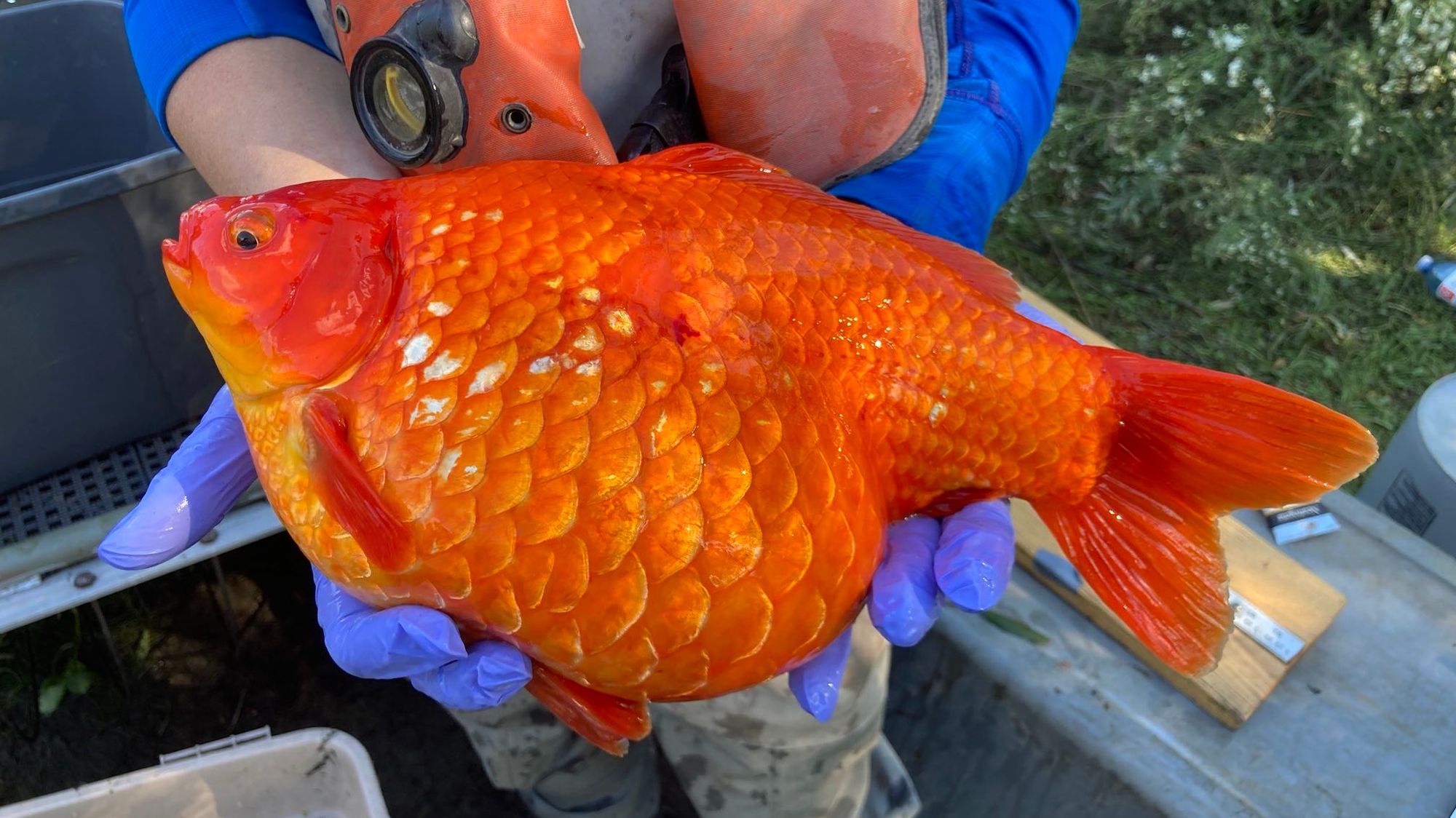巨大金魚が北米で大量発生 ”最強外来種”と恐れられる理由