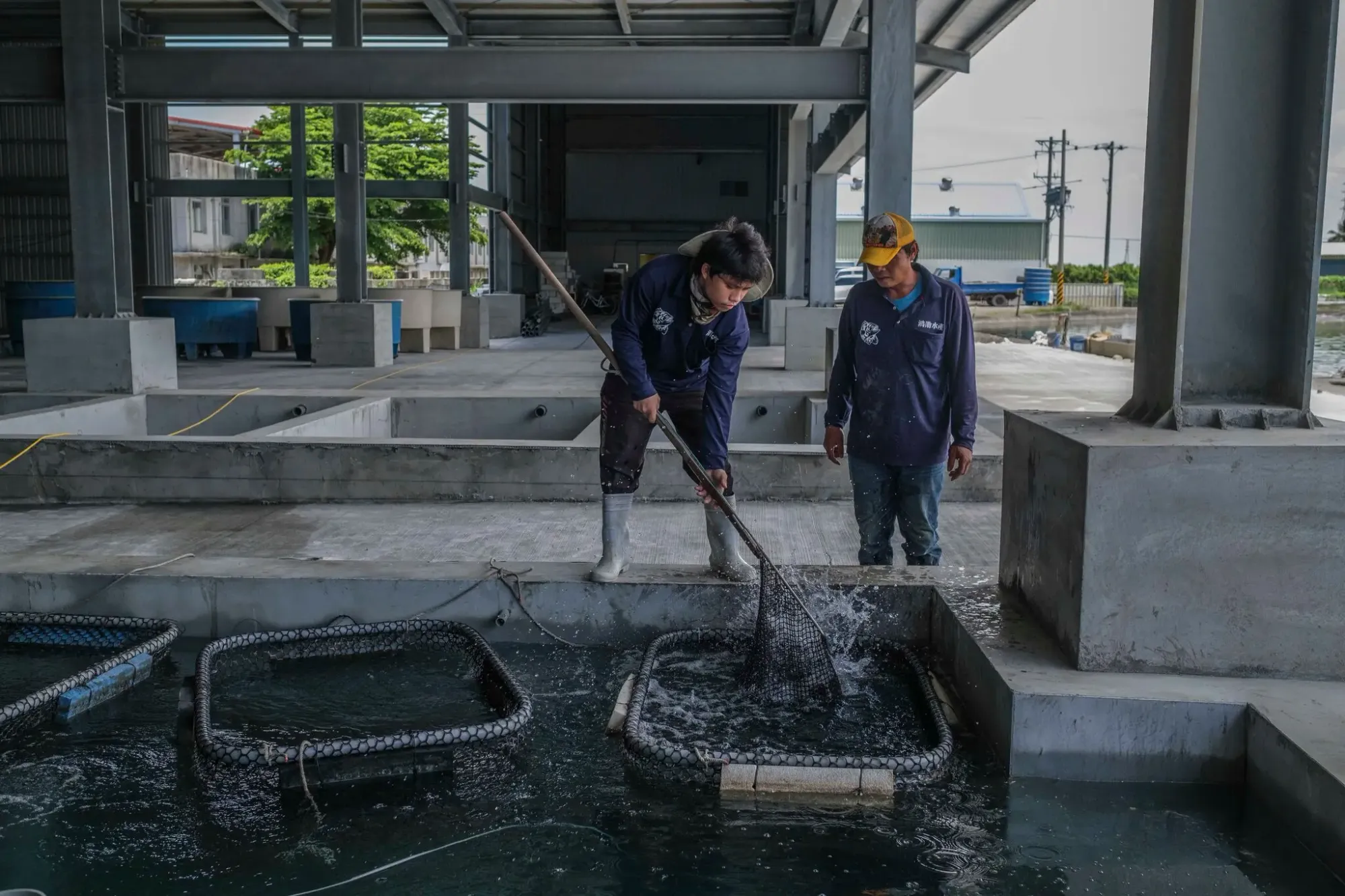 中国は台湾にパイナップルと魚の輸入停止で圧力をかける