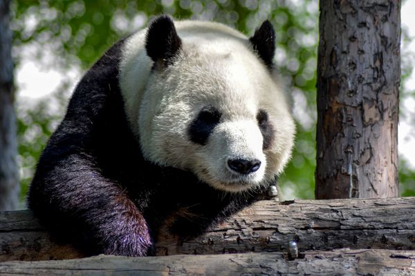 中国VCの印ベンチャー投資が過去最大に 成熟した本土から乗り換え
