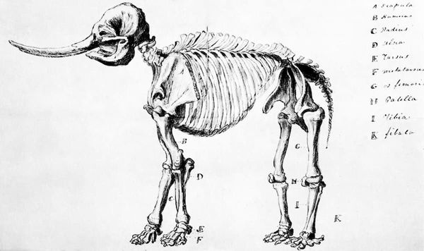 気候変動がアメリカのマストドンを絶滅に追いやった