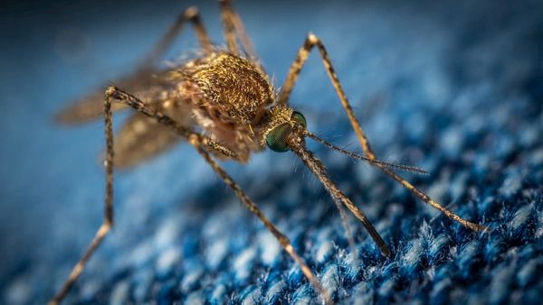 光学式レーダーが蚊の朝と夕方の「ラッシュアワー」を発見