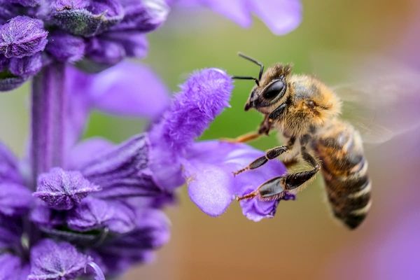 ミツバチの毒が乳がん細胞を死滅させる、ハリー・パーキンス医学研究所と西オーストラリア大学の研究