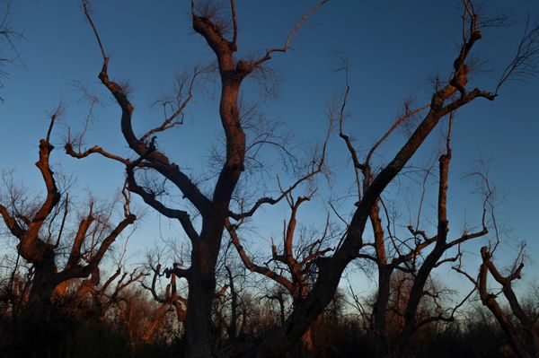気候変動は害虫や病気による食糧破壊を助長している［ブルームバーグ］